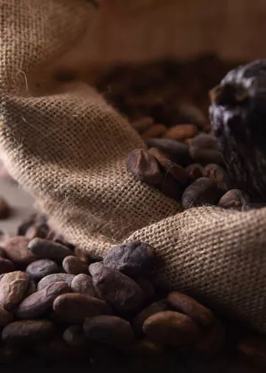 découvrez le chocolat durable : une délicieuse alternative éthique et respectueuse de l'environnement, élaborée à partir de fèves provenant de plantations responsables. savourez chaque bouchée tout en soutenant des pratiques équitables qui préservent notre planète.