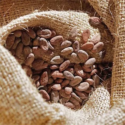 découvrez notre sélection de chocolat durable, alliant qualité, goût exceptionnel et engagement envers l'environnement. savourez une délicieuse expérience chocolatée tout en soutenant une agriculture responsable et éthique.